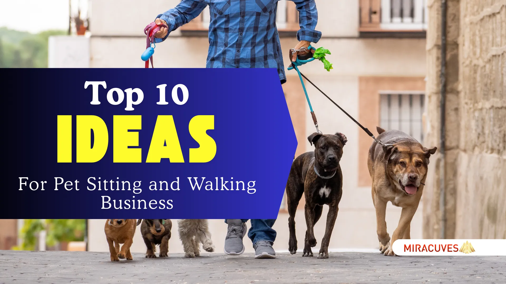 Top 10 Ideas for Pet Sitting and Walking Business Startups